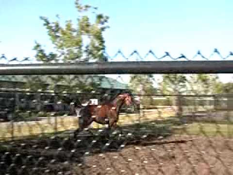 Hennegan Brothers: Barbaro clip #1 from "The First Saturday in May"