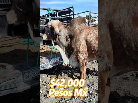 , title : 'Toro Semental Raza Gyr $2100 Dólares #vacas #cebus #vacaslecheras #ganado #toros #sementales'