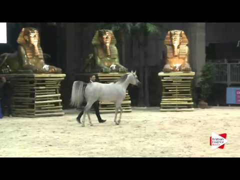 European Championship 2015 - Senior Males Championship