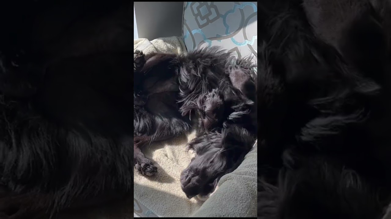 Enlarge MONTY, an adopted mixed breed in Toronto, ON video 4/4