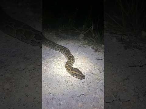Python Caught Backward