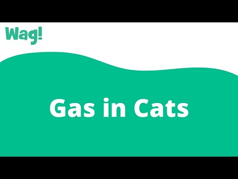 Gas in Cats | Wag!