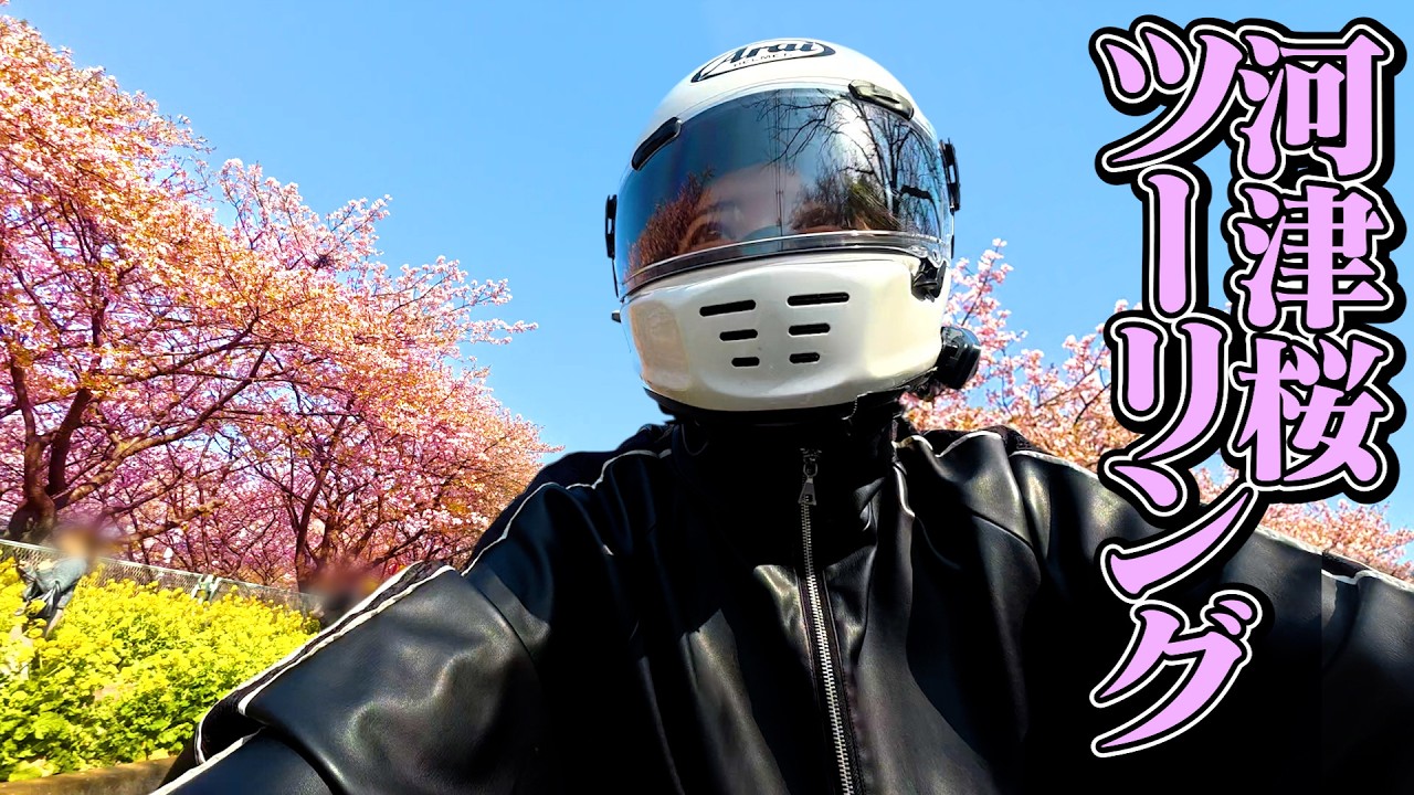 【満開🌸】初めての河津桜ツーリング！最高！！/Cherry Blossoms