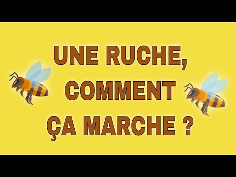 , title : 'Apiculture pour les débutants : comment fonctionne une ruche ?'