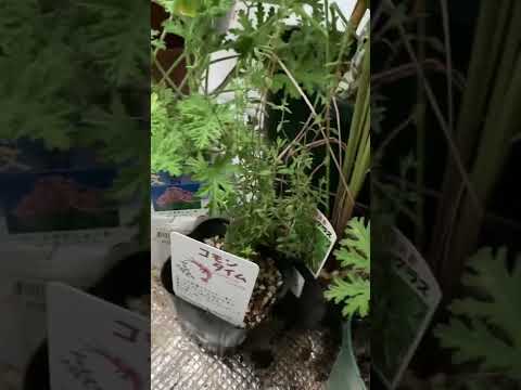 園芸 ローズゼラニウム