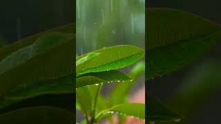 Falling Rain drops on leaves #raindrops #short  #leaves