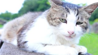 シャイな猫の寝顔が可愛すぎた