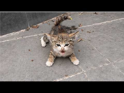 The Mother Left Him Behind, The Paralyzed Kitten Who Refused to Trust