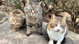 仲間の鳴き声でアッという間に集まって喜び合うかわいい猫集会