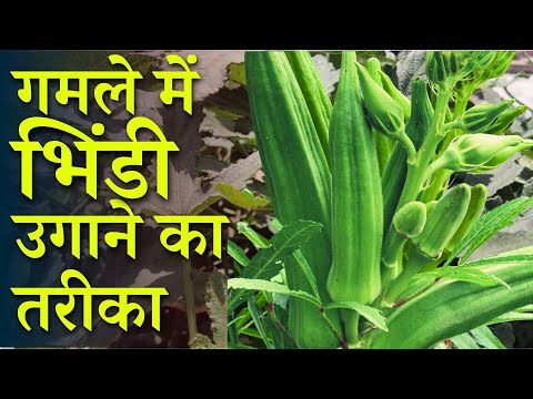भिंडी को घर पर कैसे उगाए | How To Grow Okra/Lady Finger in Pot | Bhindi Ko Ghar Par Kaise Ugaye