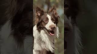 Download lagu Plato ginting - Biang #shorts #lagukaro mp3