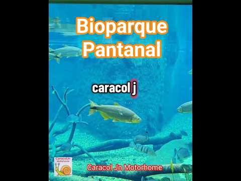 Camper Duaron King visitando o Bioparque Pantanal em Campo Grande MS