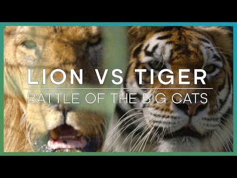 LION vs TIGER: Battle Of The Big Cats | BBC Earth Explore