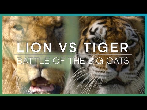 LION vs TIGER: Battle Of The Big Cats | BBC Earth Unplugged
