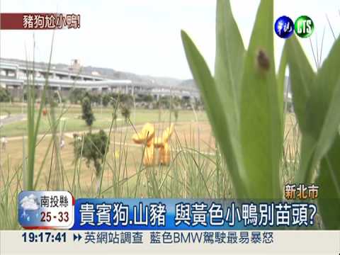 和黃小鴨拚了!新北推貴賓狗.山豬
