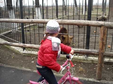 Funny bear playing along with its friend