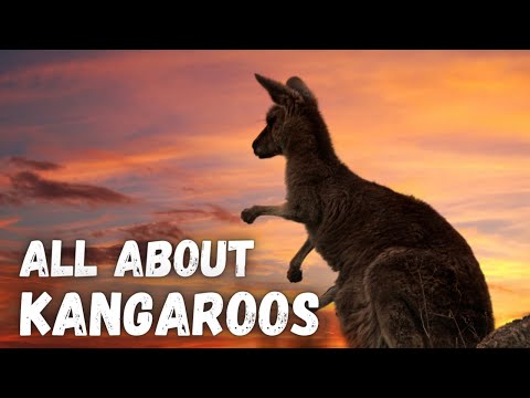 All About Kangaroos - Educational Video for Kids