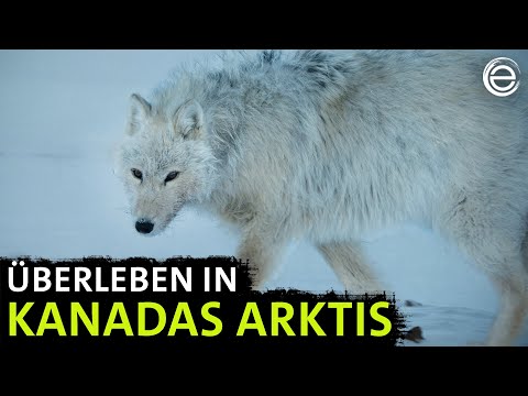 Polarwölfe ‒ Überleben in Kanadas Arktis (Teil 1) | Erlebnis Erde