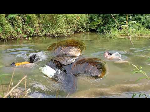 Harvest giant clams and embark on the magnificent transformation of millennium clam pearls