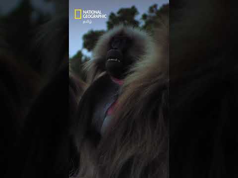 இரவில் பார்க்க முடியாத குரங்குகளுக்கு அதுவே ஆபத்து! 🌑 #natgeo #GeladaMonkeys