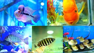 Exotic Fish at Sudhir Fish Aquarium Shop || Diwali Sale 10% to 20% off Entire Range