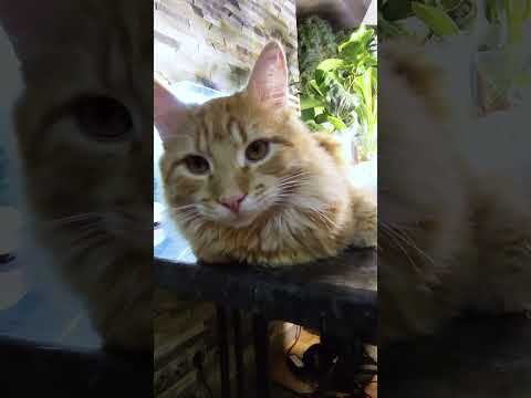 🐱My Big Cat Family_Liusia  #short #shortvideo #shortscatsvideos #cats #cat #cutecats