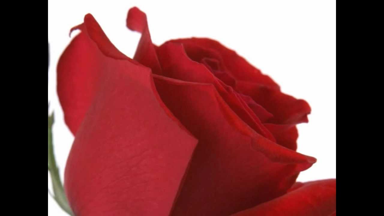 Ek Aashiq Ka Tujhko Salam Lyrics  | Hafta Bandh | Jackie Shroff, Aditya Pancholi | Kumar Sanu | Bappi Lahiri