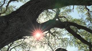 The Tree of Life III - Out in Open Space