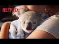 Cutest Koala Moments 🥰 Izzy's Koala World | Netflix Jr