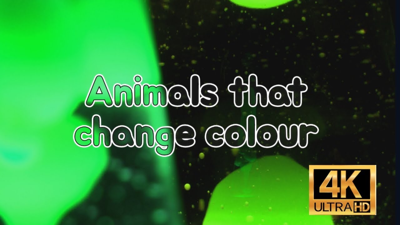 10 Animals that change color 4K