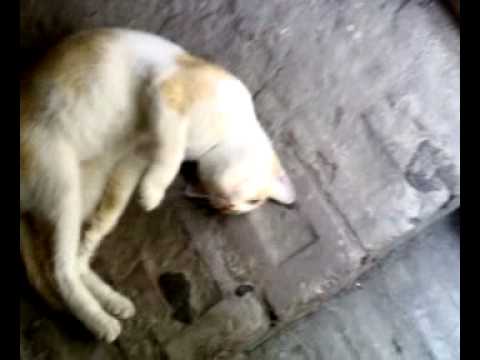 funny cat of birendranagar