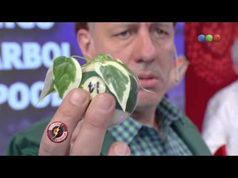 Infumables, el Dr Bavo - Peligro Sin Codificar 2015