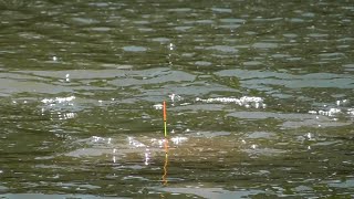 VÔ MÙA RÔ PHI RỒI ! ANH EM ĐI GẨY RÔ ĐÔNG QUÁ VÀ CÁI KẾT