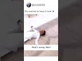 Bro Wanted To Keep It Halal Shorts Meme Muslim Arabic Memes Youtubeshorts Foryou Trending
