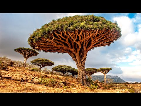 Yemen's Extraordinary Lost-World Island | Socotra: Island of Dragon's Blood