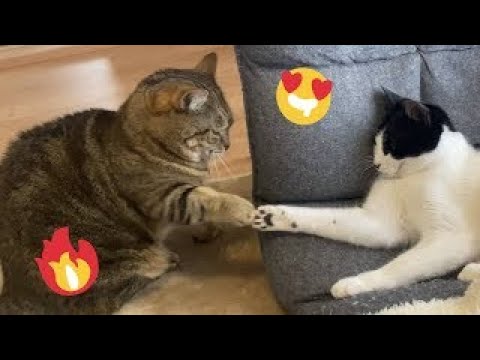 Cats in Their Silliest Moments �� | Animals | Funny cat #Specail3