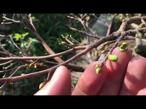 Cách kích nụ mai  phát triển nhanh