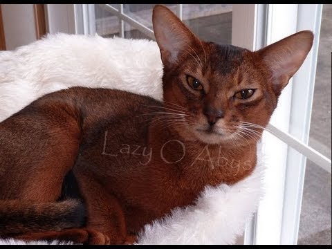 Abyssinian