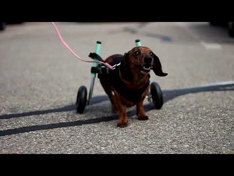 walkin' wheels dachshund wheelchair