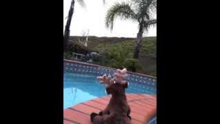 Webkinz Music Video (Dancing in the Rain by Shane Harper)