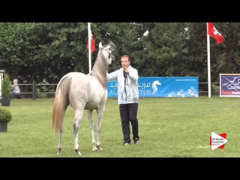 N.116 LAMIS AL KHALEDIAH - Ströhen 2015 B-Show - Fillies 2 years old (Class E)