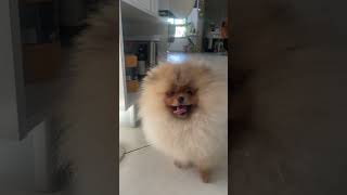 So cute 🥰 #youtubeshorts #funny #viral
