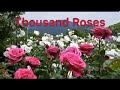 thousand roses ពិរោះ