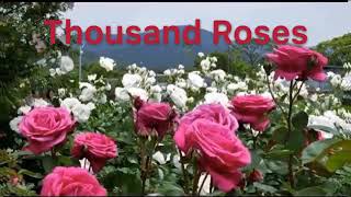 thousand roses ពិរោះ
