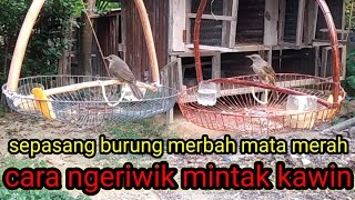 Download lagu CARA BURUNG NGERIWIK MINTA KAWIN // MERBAH BELUKAR MATA MERAH mp3 Download lagu CARA BURUNG NGERIWIK MINTA KAWIN // MERBAH BELUKAR MATA MERAH mp3