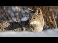 Coyotes Howling