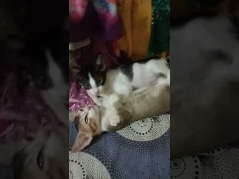 #lifeisbutadream #independenceday #nationalday #lifeisbutadream