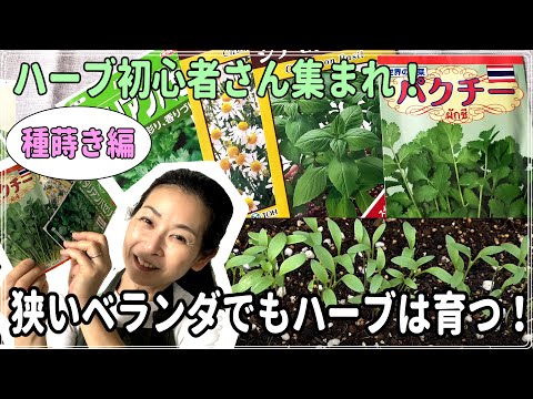 医療ビジネス薬科学科 狭いベランダでもハーブは育つ！種蒔き編