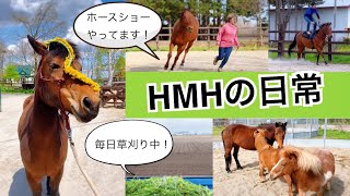 HMHの日常 最近のできごと