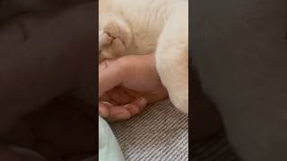 キズちゃん寝るの儀。